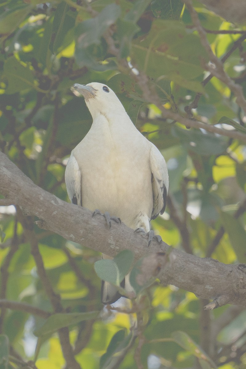 Pied Imperial-Pigeon - ML616098133