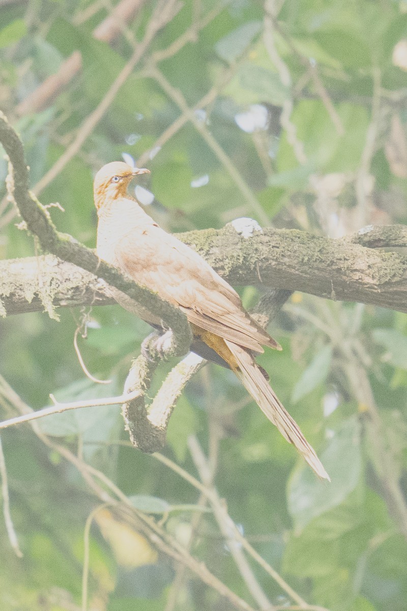 Andaman Cuckoo-Dove - ML616098216