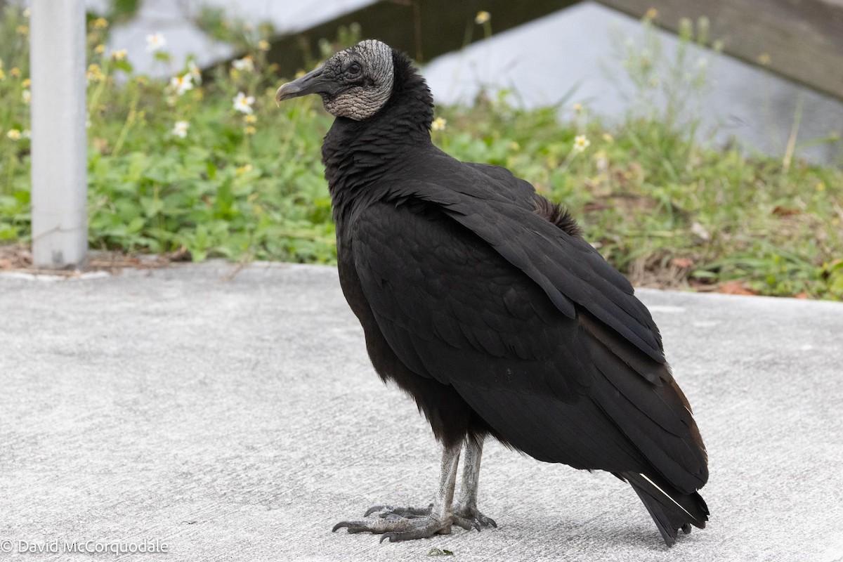 Black Vulture - ML616098556