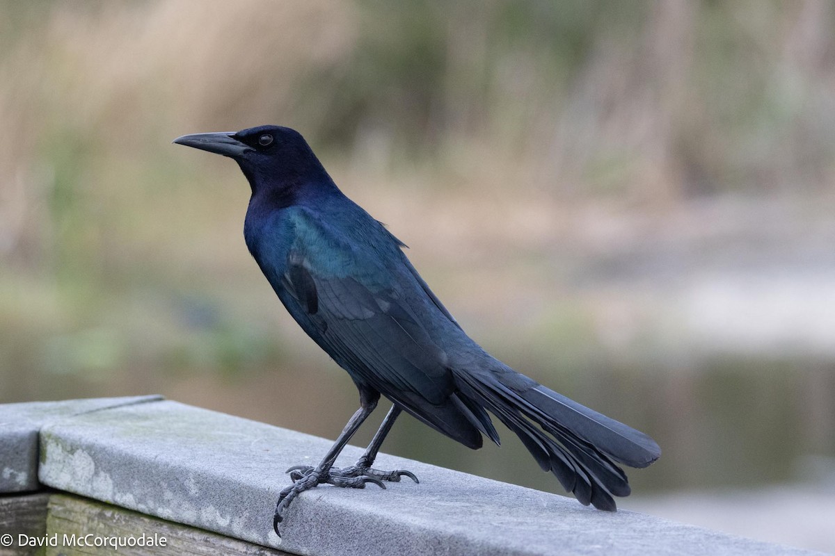 Boat-tailed Grackle - ML616098559