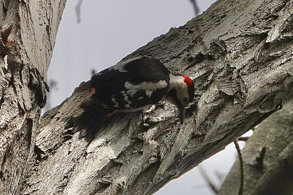 Syrian Woodpecker - ML616098608