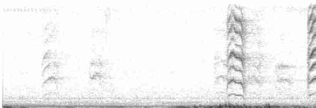 White-crowned Shrike - ML616098662