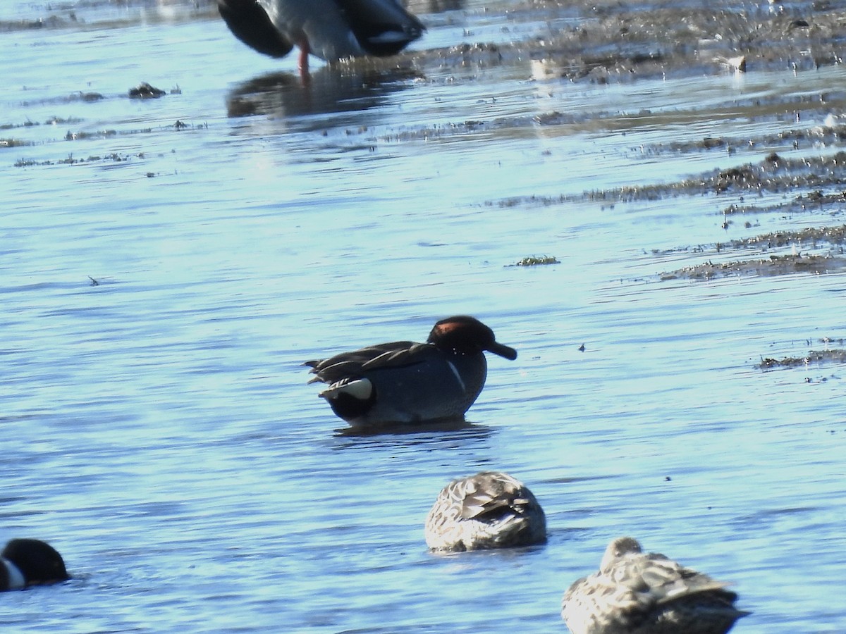 Green-winged Teal - ML616098791