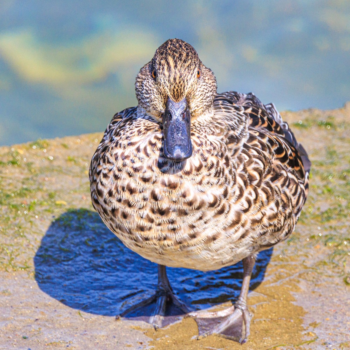 Green-winged Teal - ML616098801