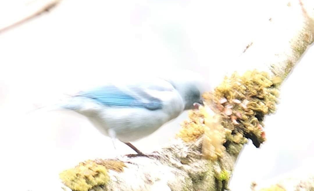 Blue-gray Tanager - ML616099127