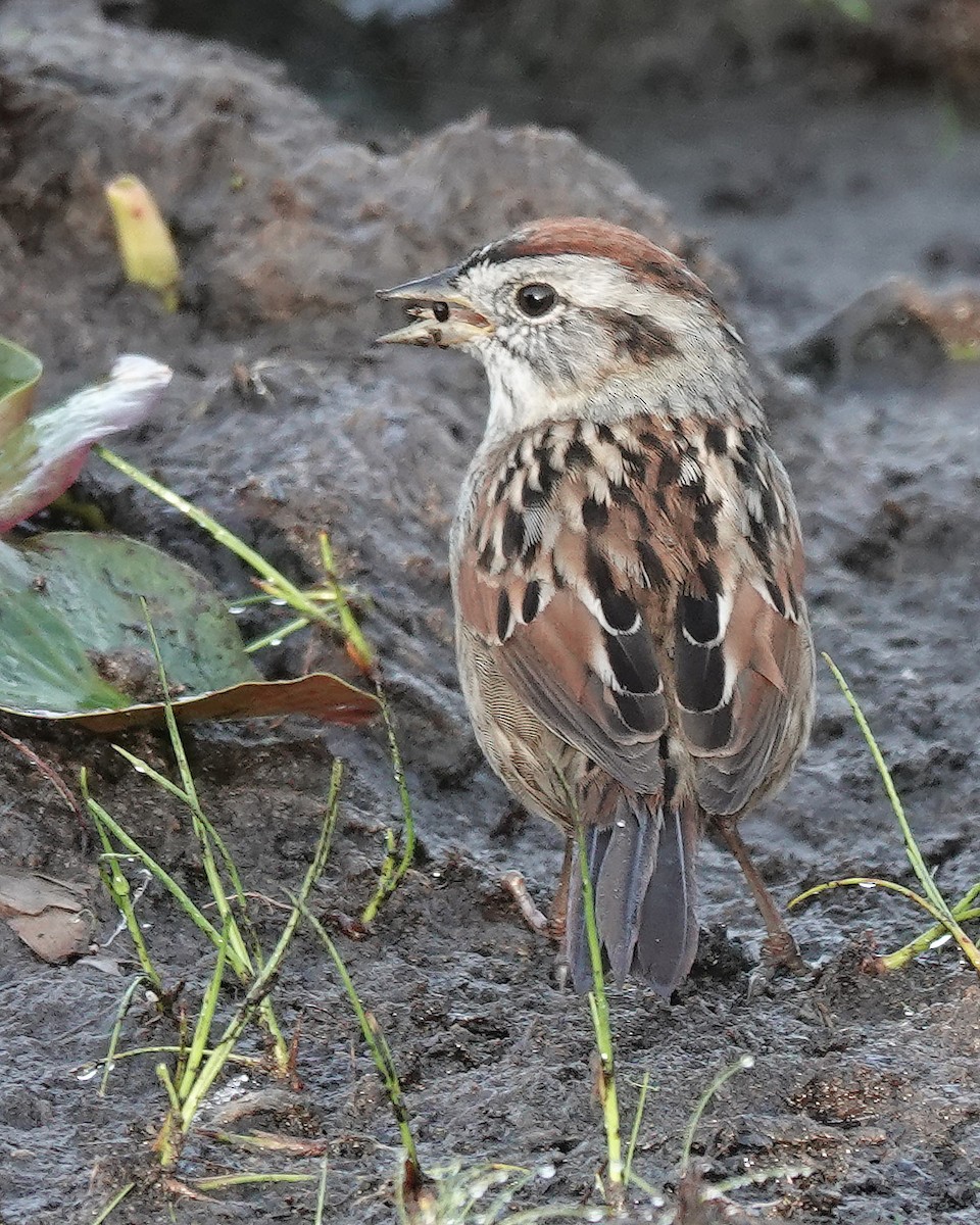 Swamp Sparrow - ML616099146