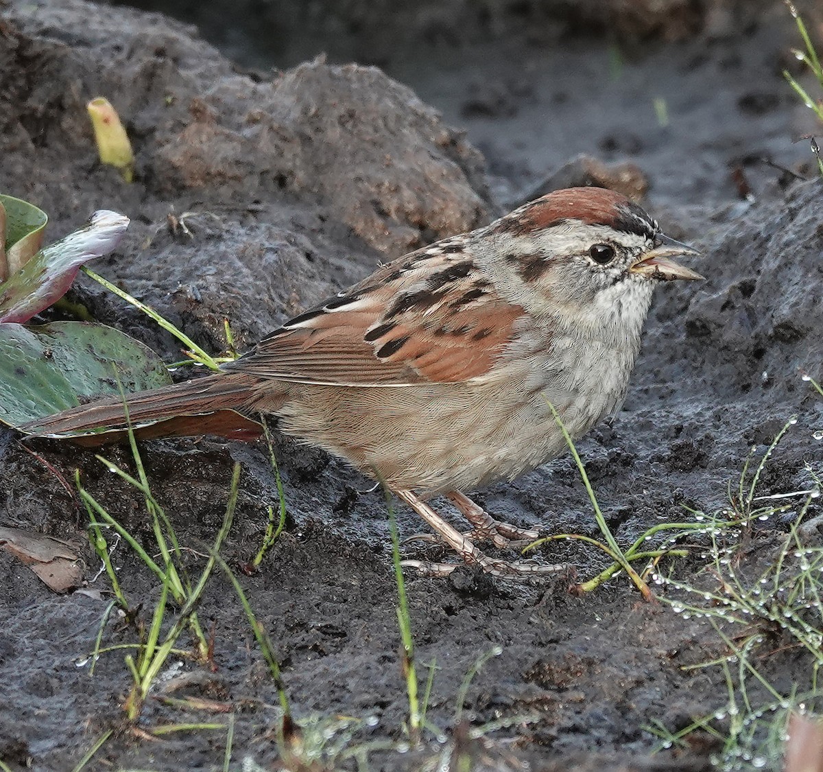Swamp Sparrow - ML616099151