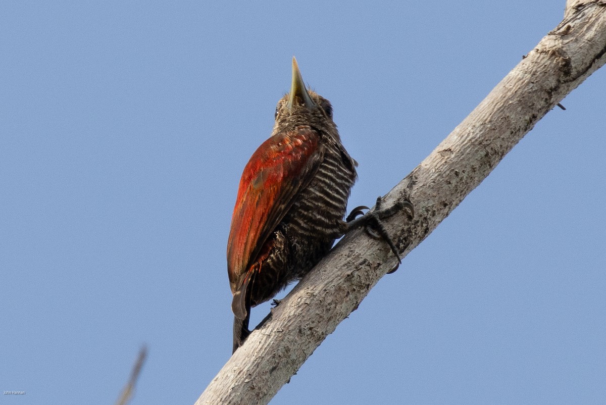 Blood-colored Woodpecker - ML616099224