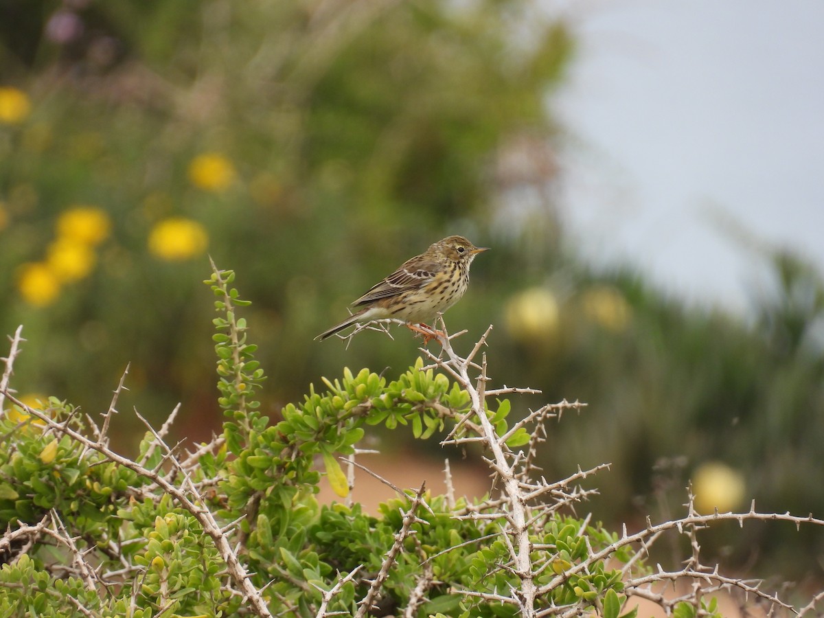 Meadow Pipit - ML616099311
