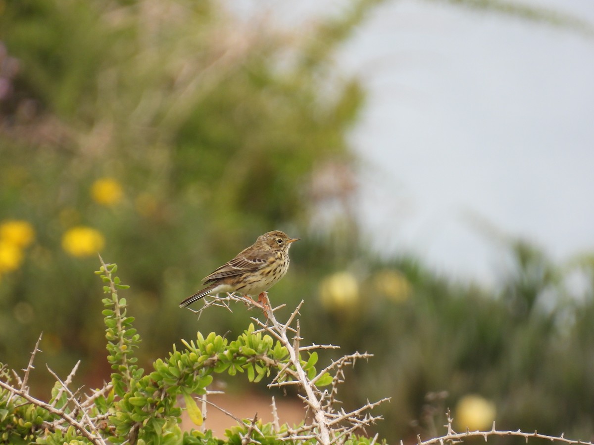 Meadow Pipit - ML616099315