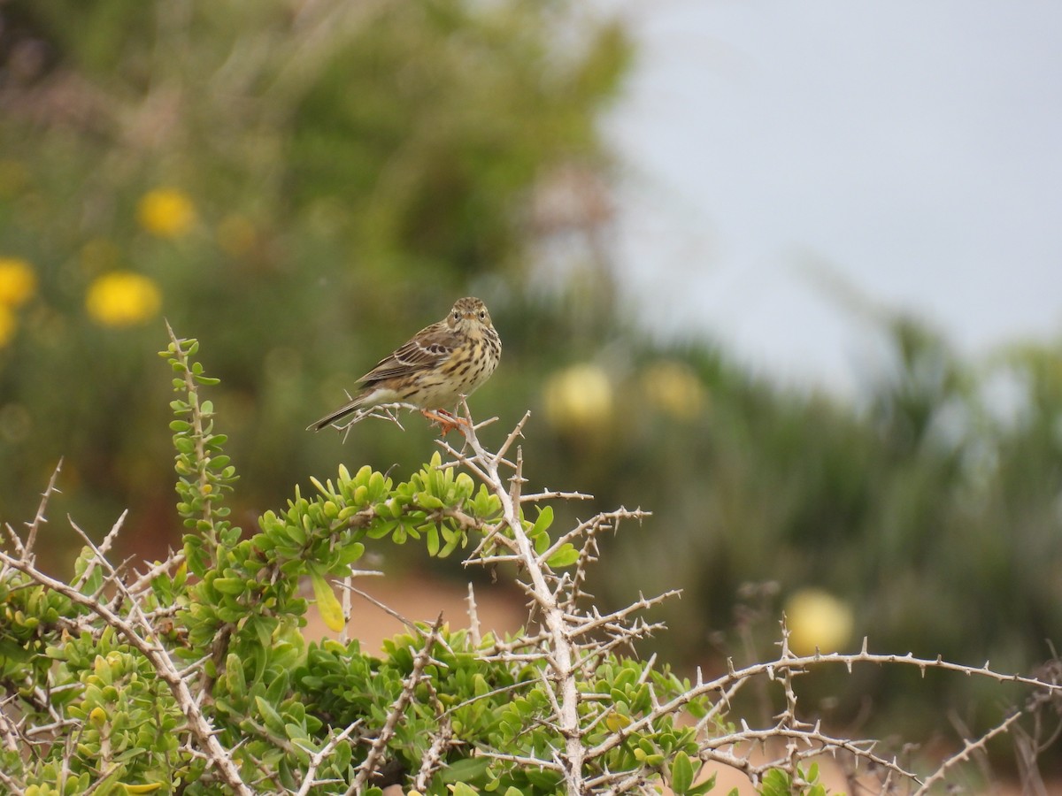 Meadow Pipit - ML616099316