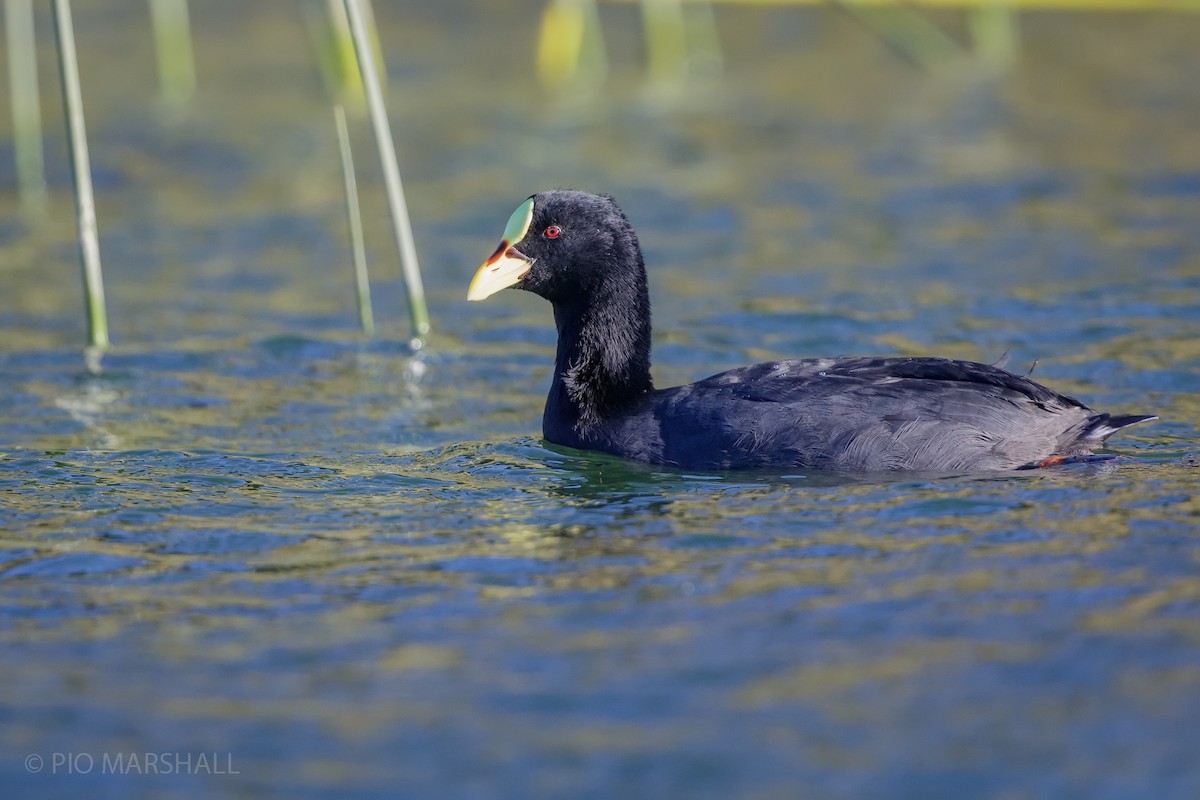 Red-gartered Coot - ML616099373