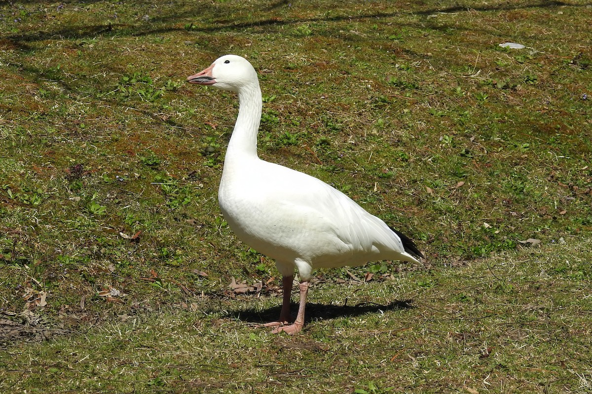 Snow Goose - ML616099711