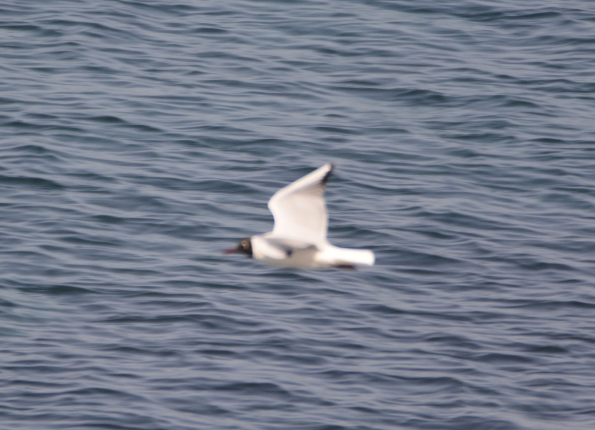 Mouette rieuse - ML616099784