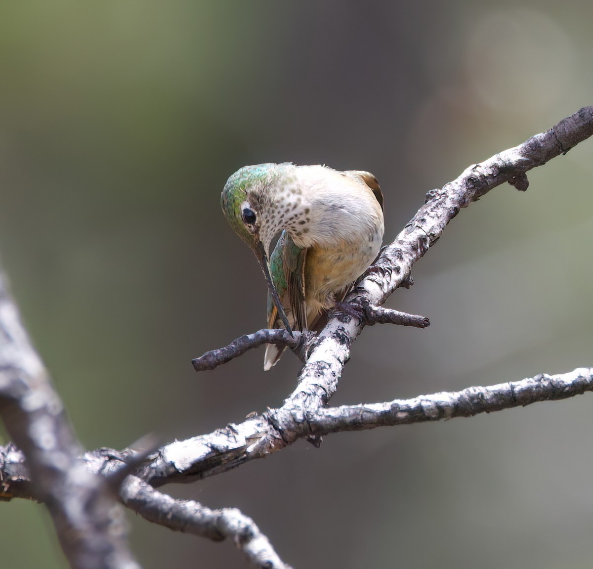 Broad-tailed Hummingbird - ML616099839