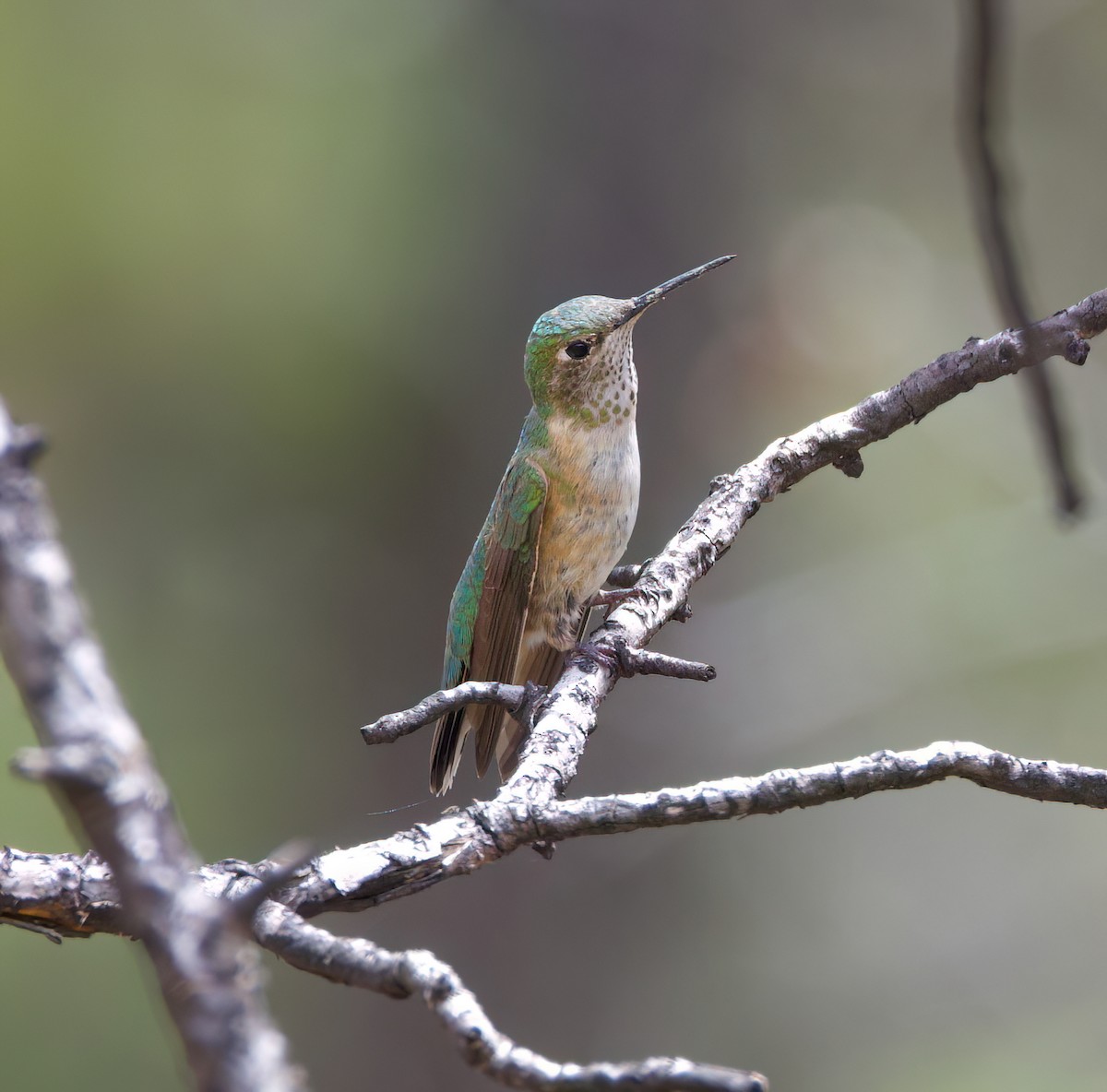 Broad-tailed Hummingbird - ML616099841