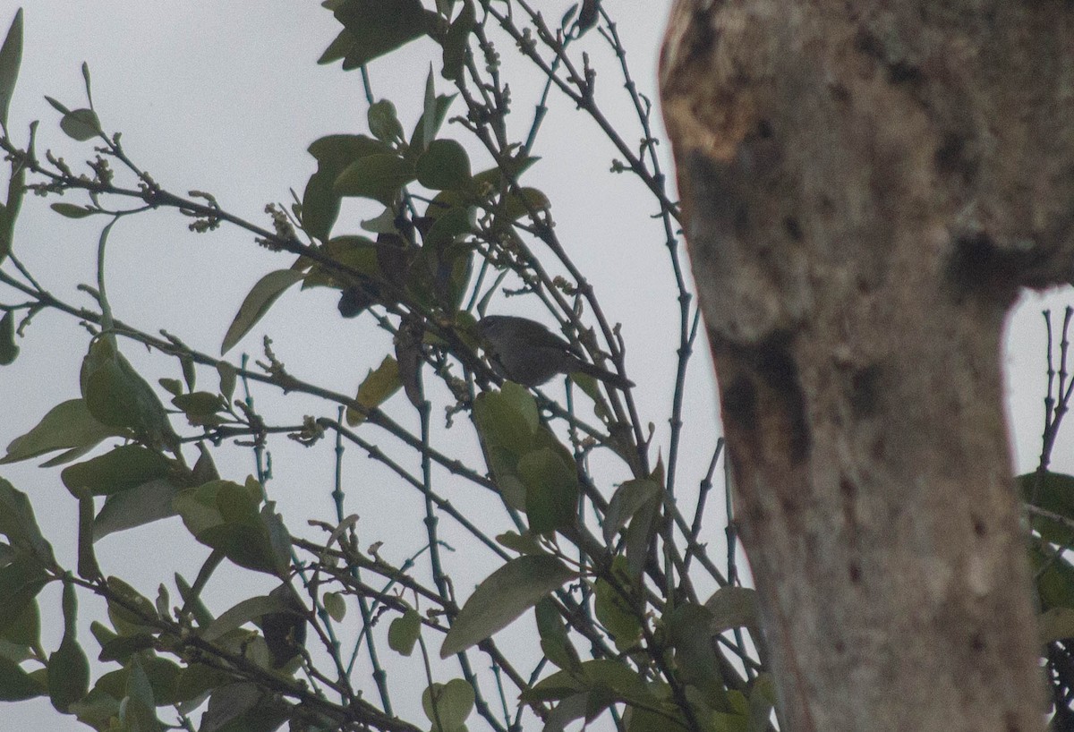 Green-tailed Warbler - ML616099873