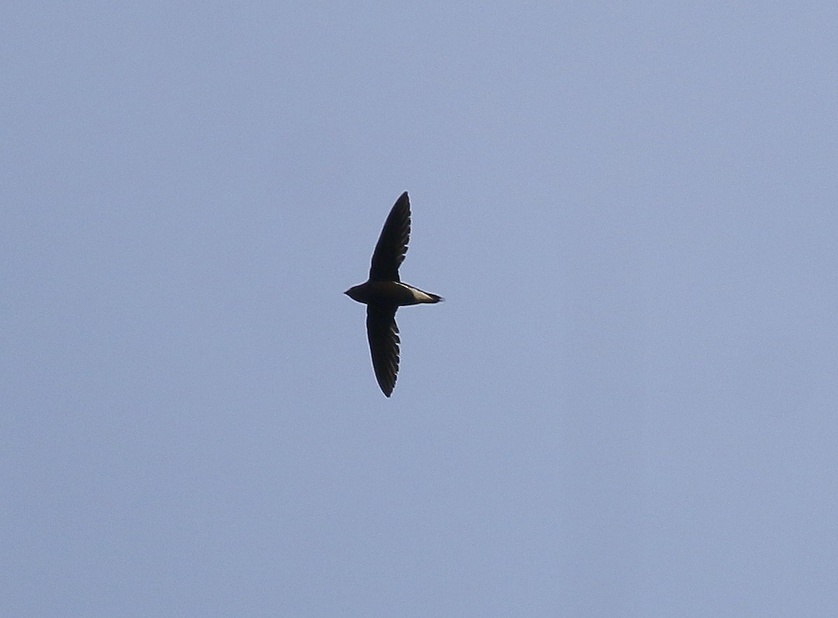 Brown-backed Needletail - ML616099877