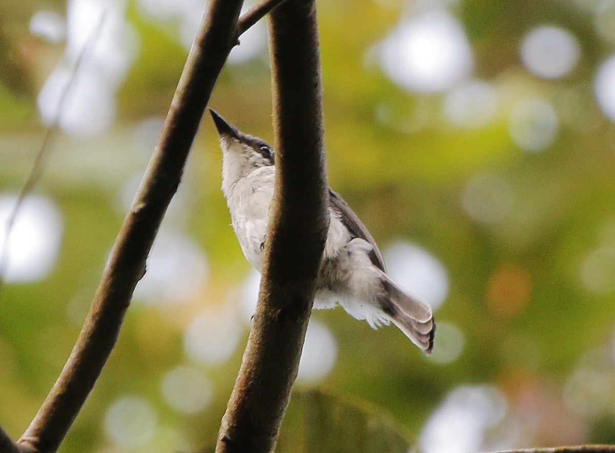 Black-winged Flycatcher-shrike - Neoh Hor Kee