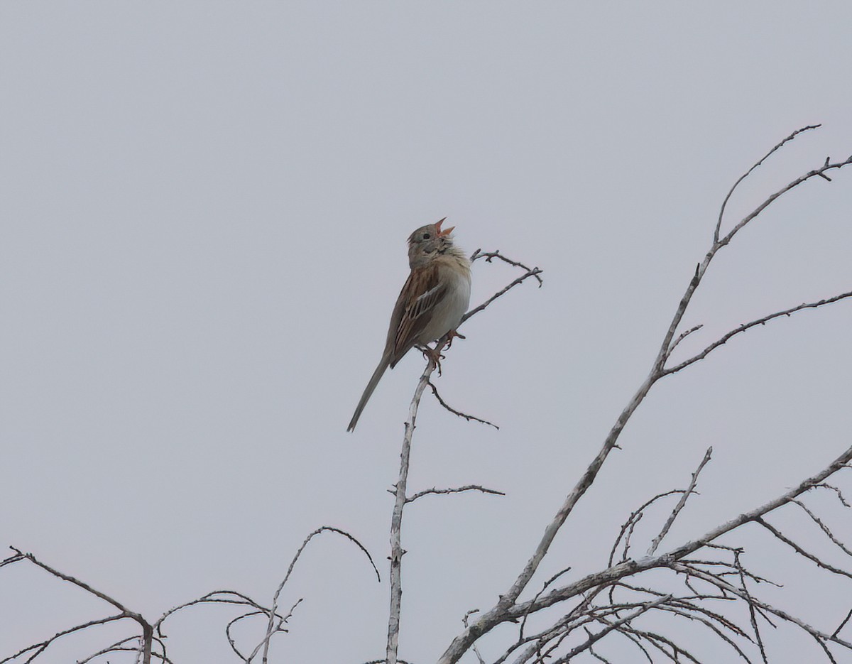 Field Sparrow - Matt Yawney