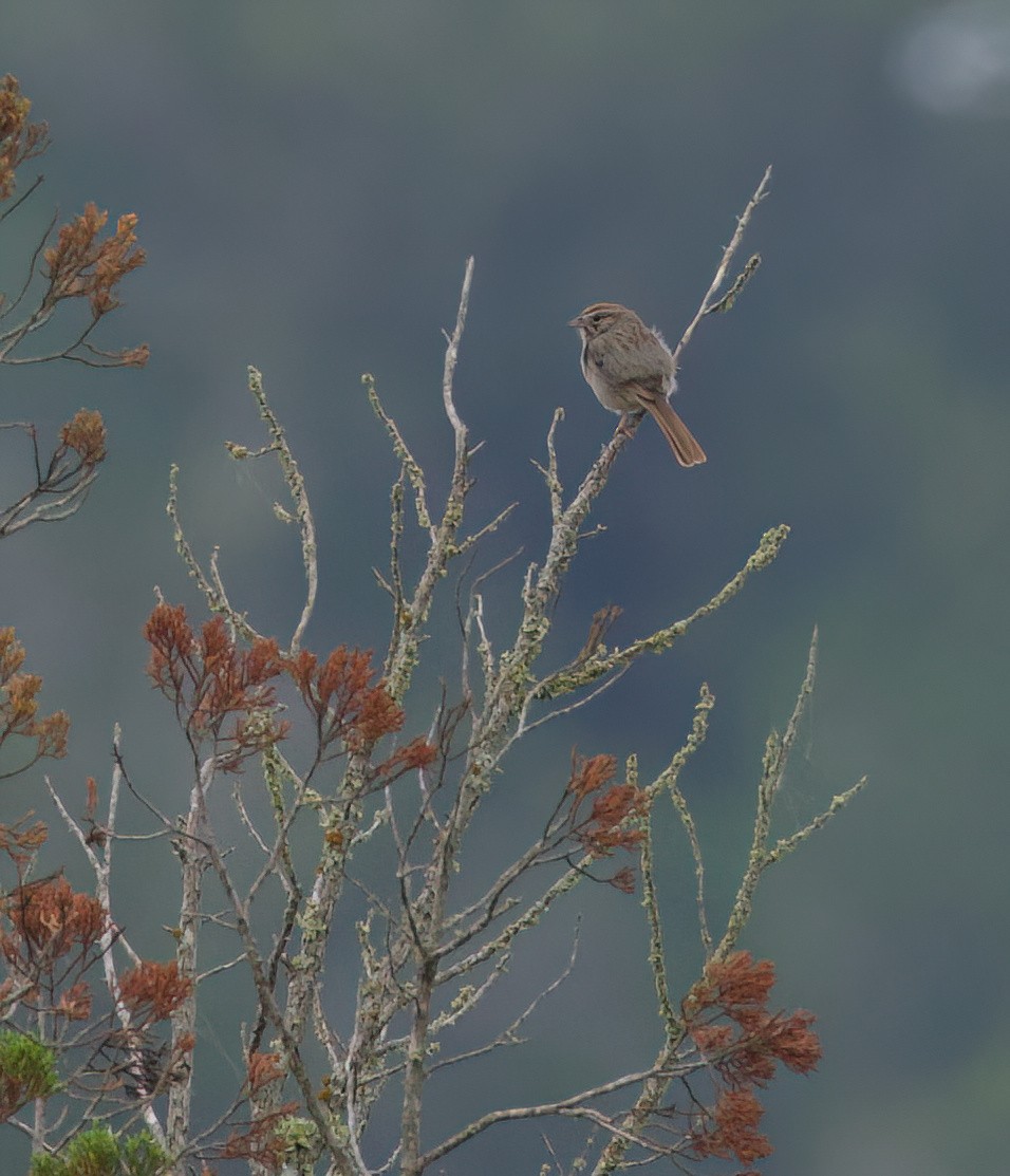 Rufous-crowned Sparrow - Matt Yawney