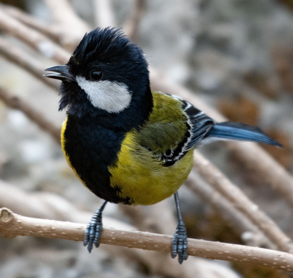Green-backed Tit - ML616100232