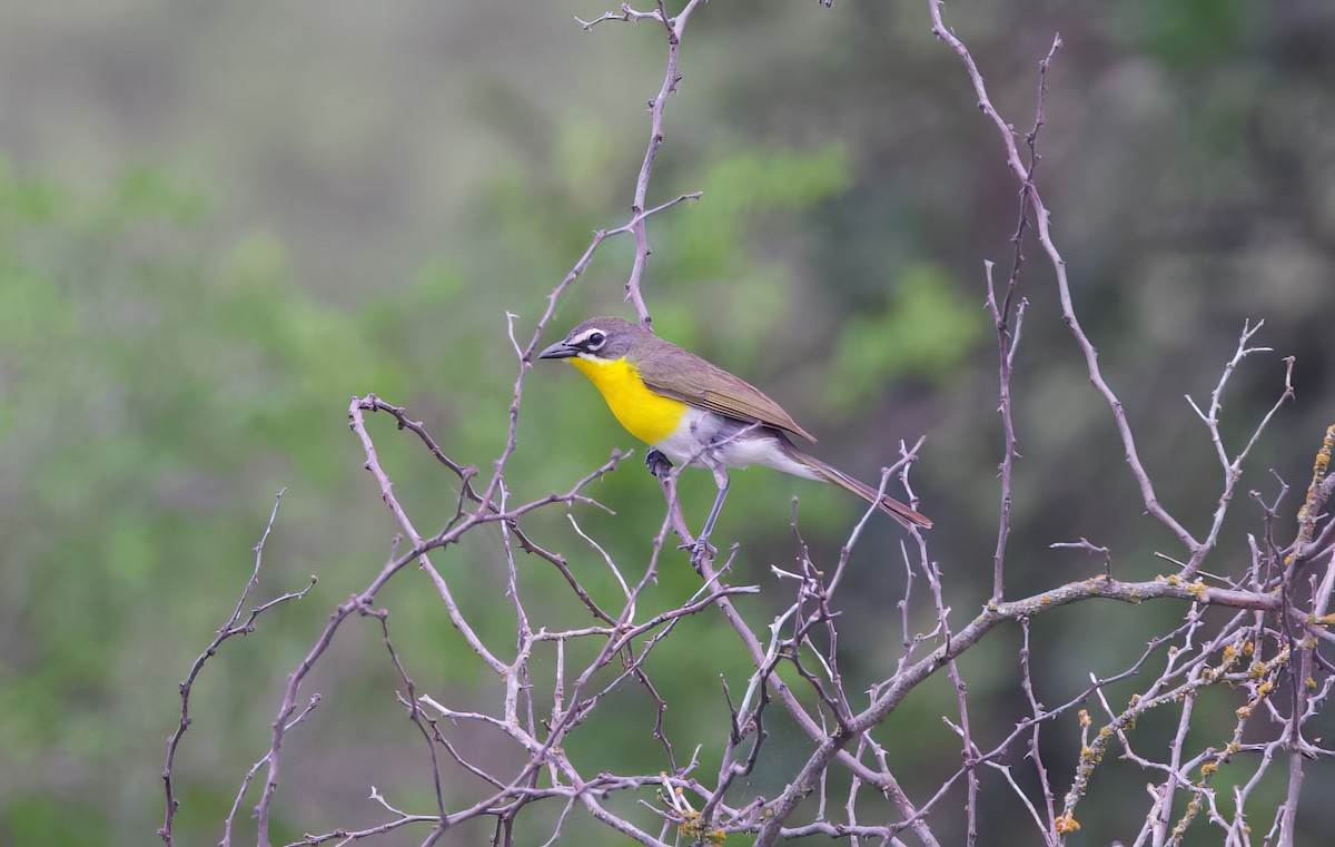 Yellow-breasted Chat - ML616100234