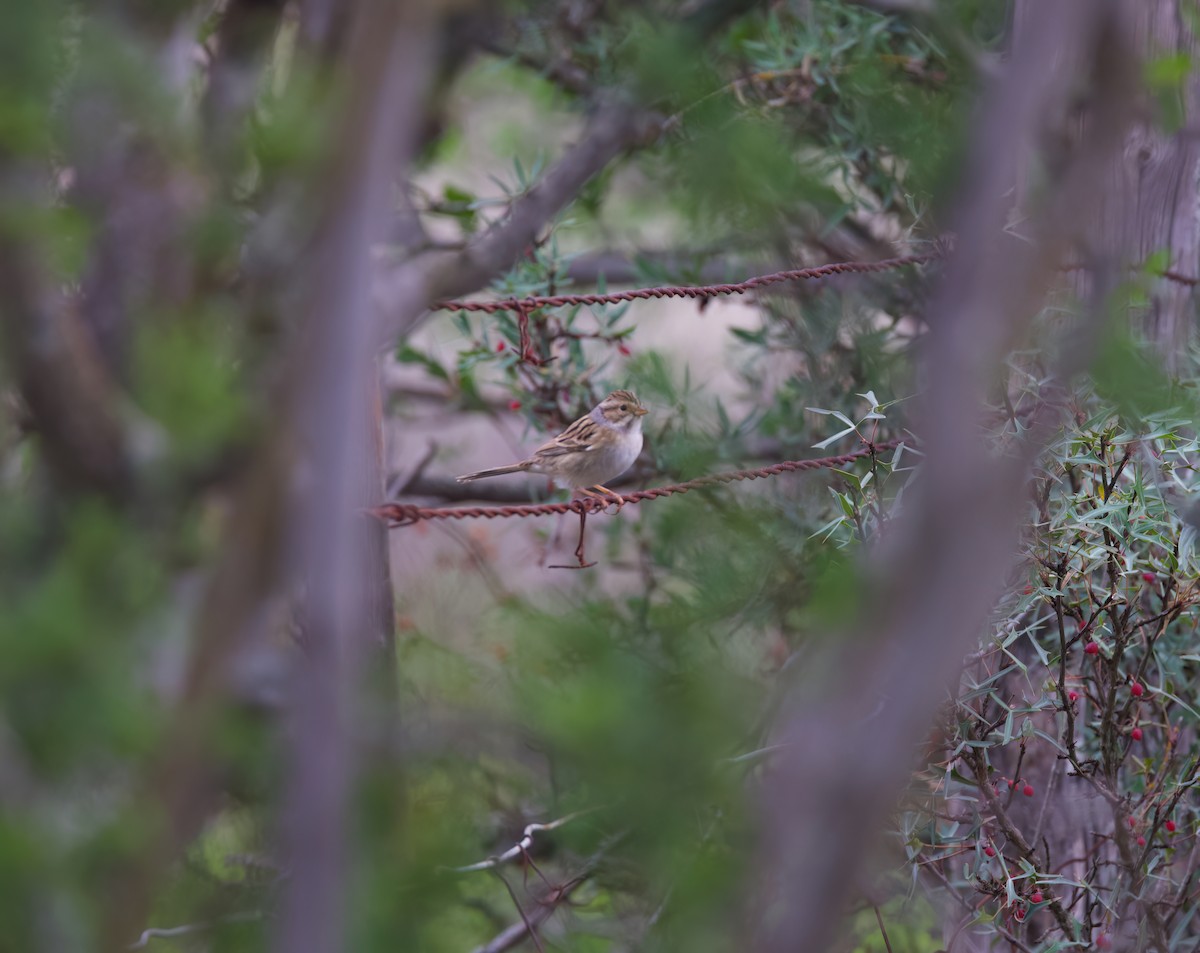 Clay-colored Sparrow - ML616100246