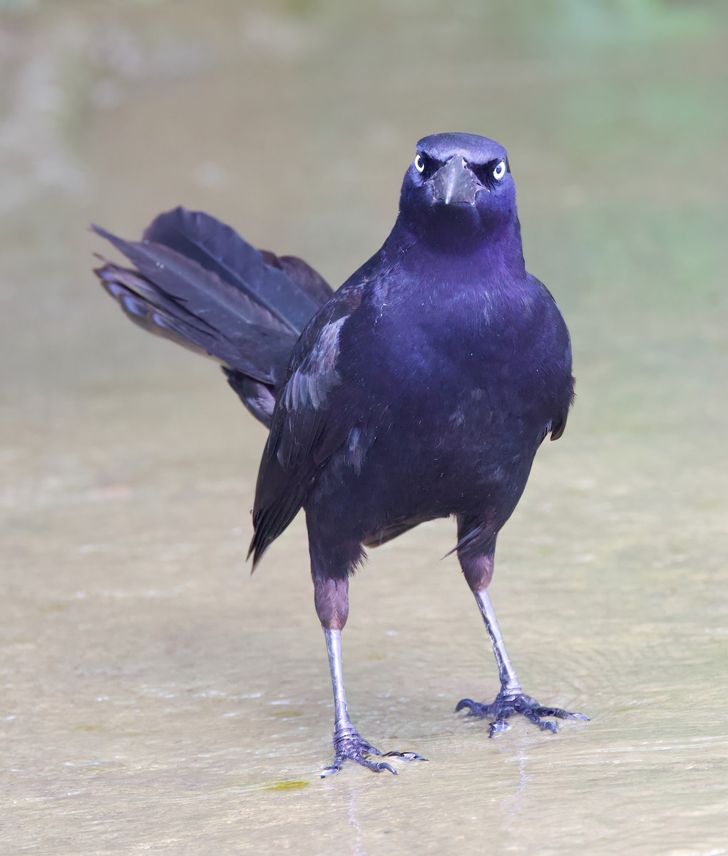 Great-tailed Grackle (Great-tailed) - ML616100396