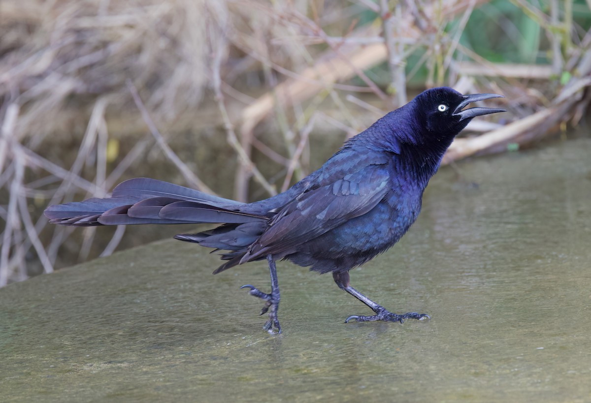 Great-tailed Grackle (Great-tailed) - ML616100398