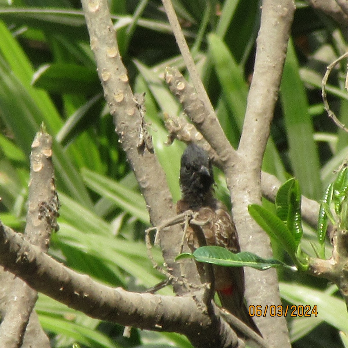 Red-vented Bulbul - ML616100589