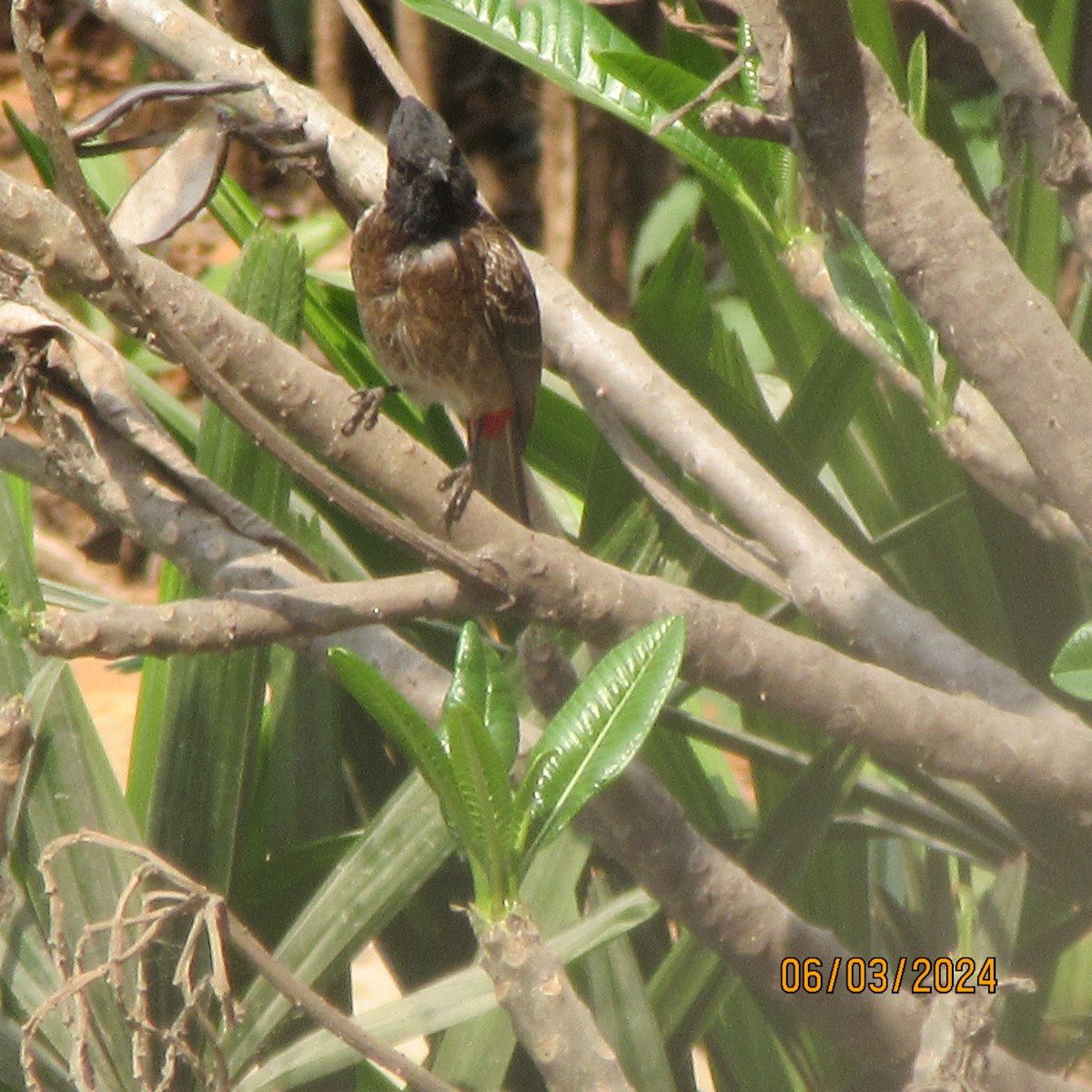 Red-vented Bulbul - ML616100591