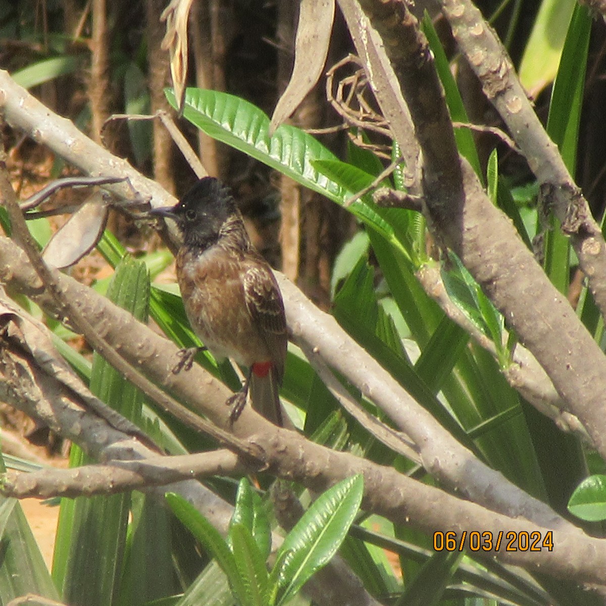Red-vented Bulbul - ML616100592