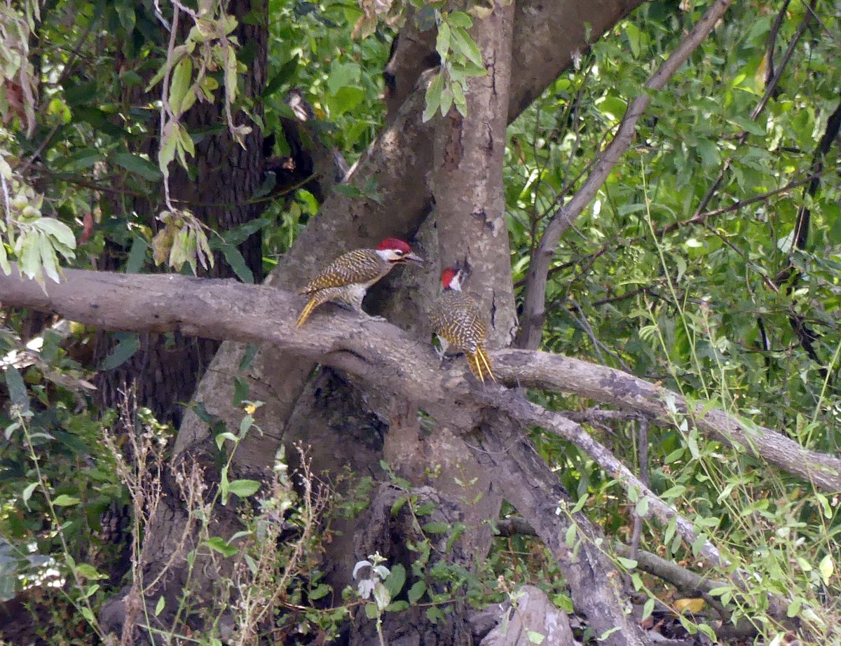 Bennett's Woodpecker - ML616100615