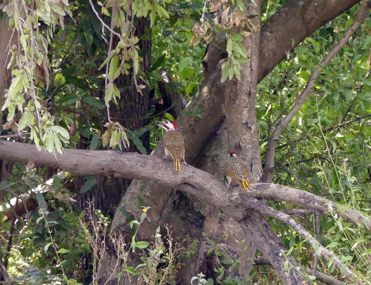 Bennett's Woodpecker - ML616100616