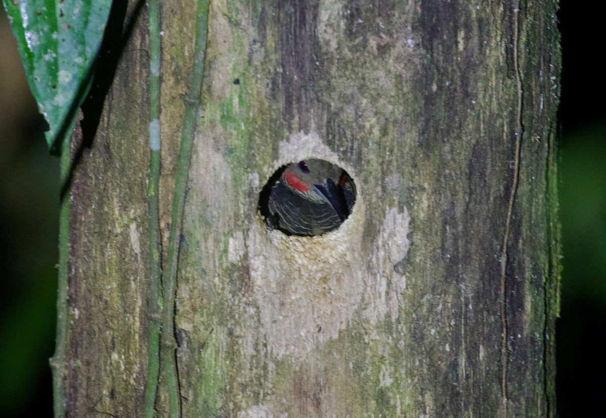 Buff-necked Woodpecker - ML616100722