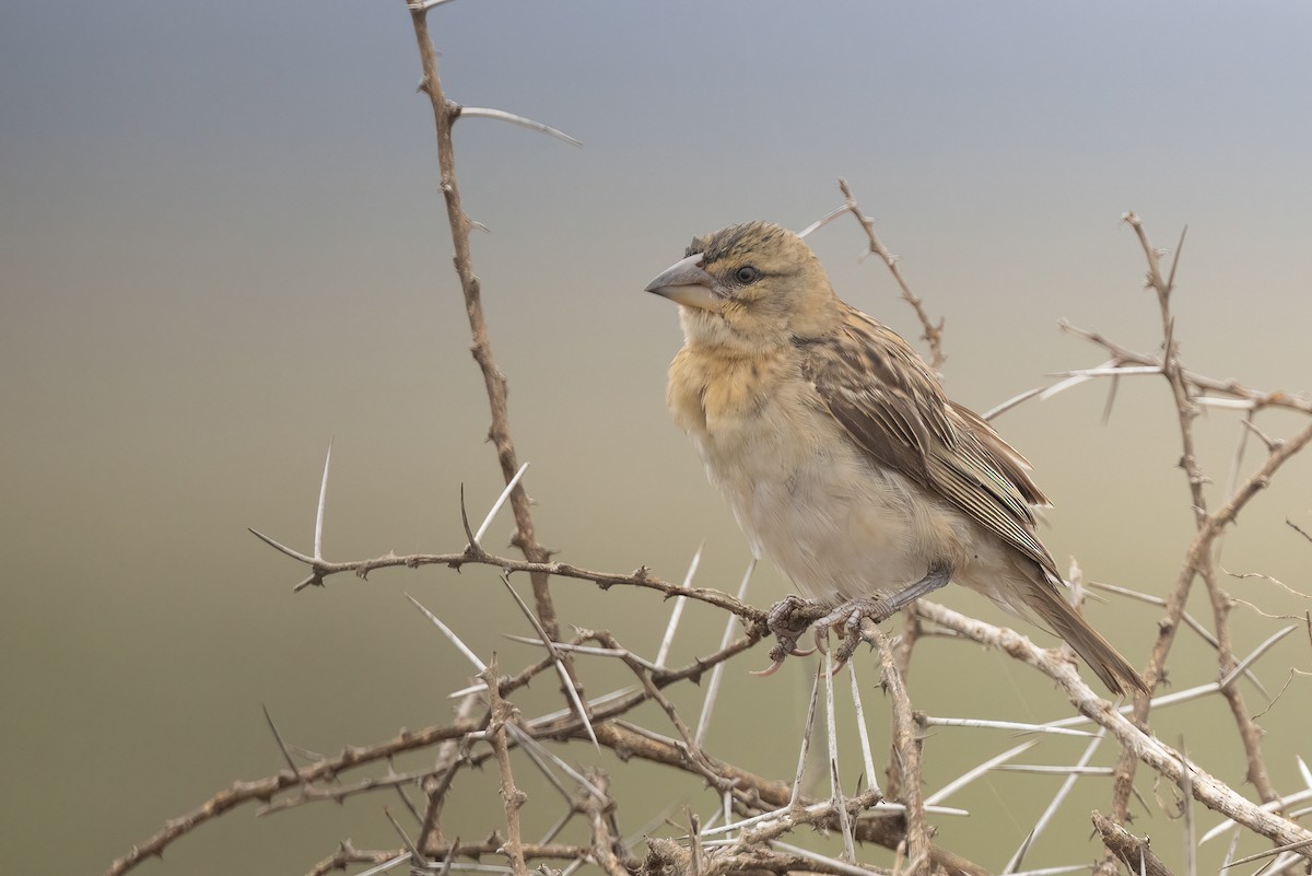 Chestnut Weaver - Chris Venetz | Ornis Birding Expeditions