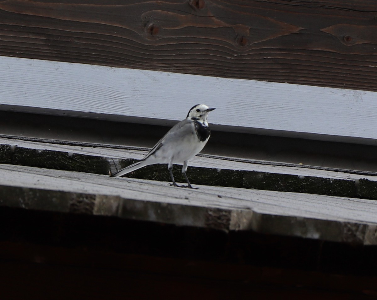 White Wagtail (White-faced) - ML616100863