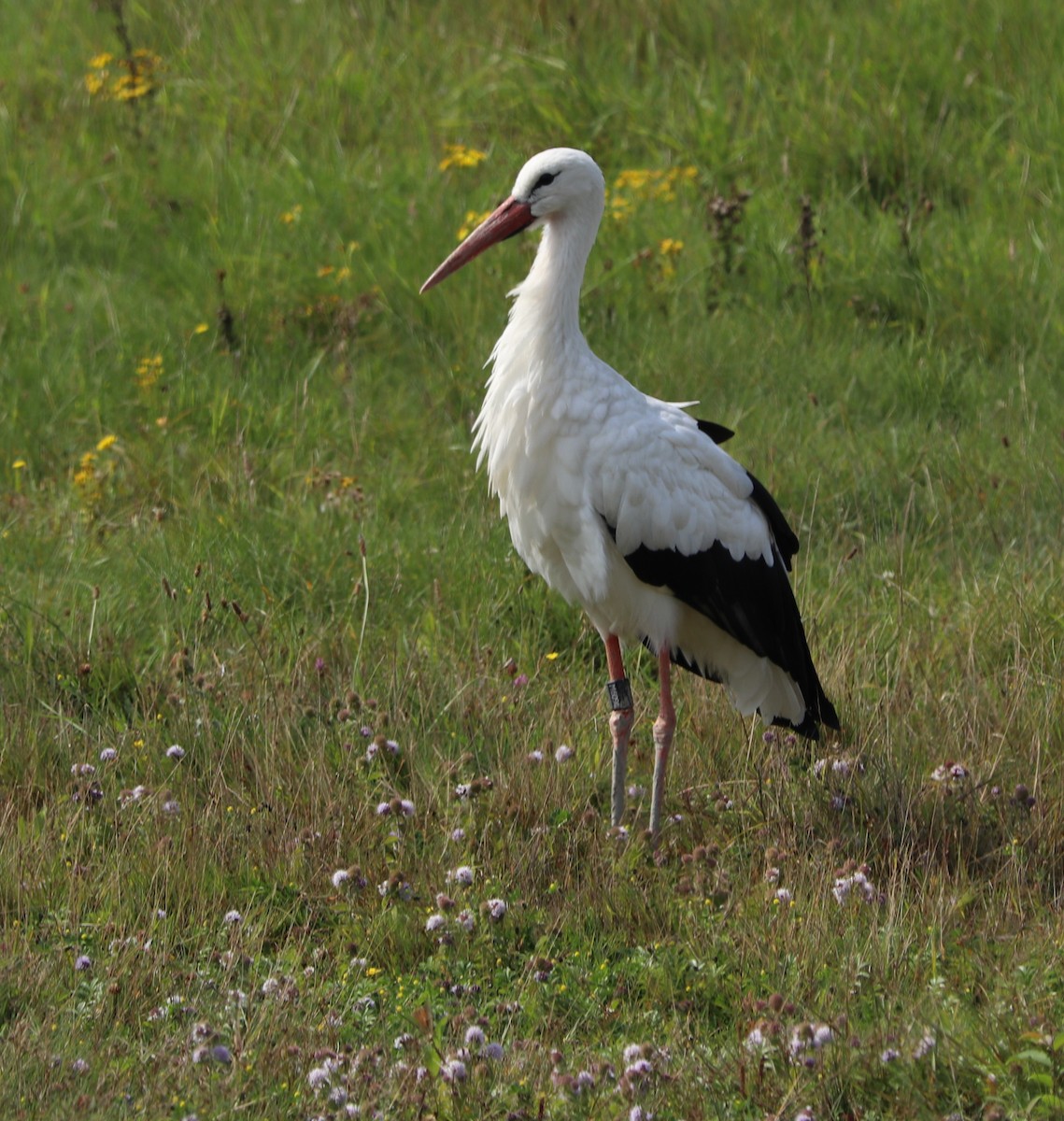 White Stork - ML616100867