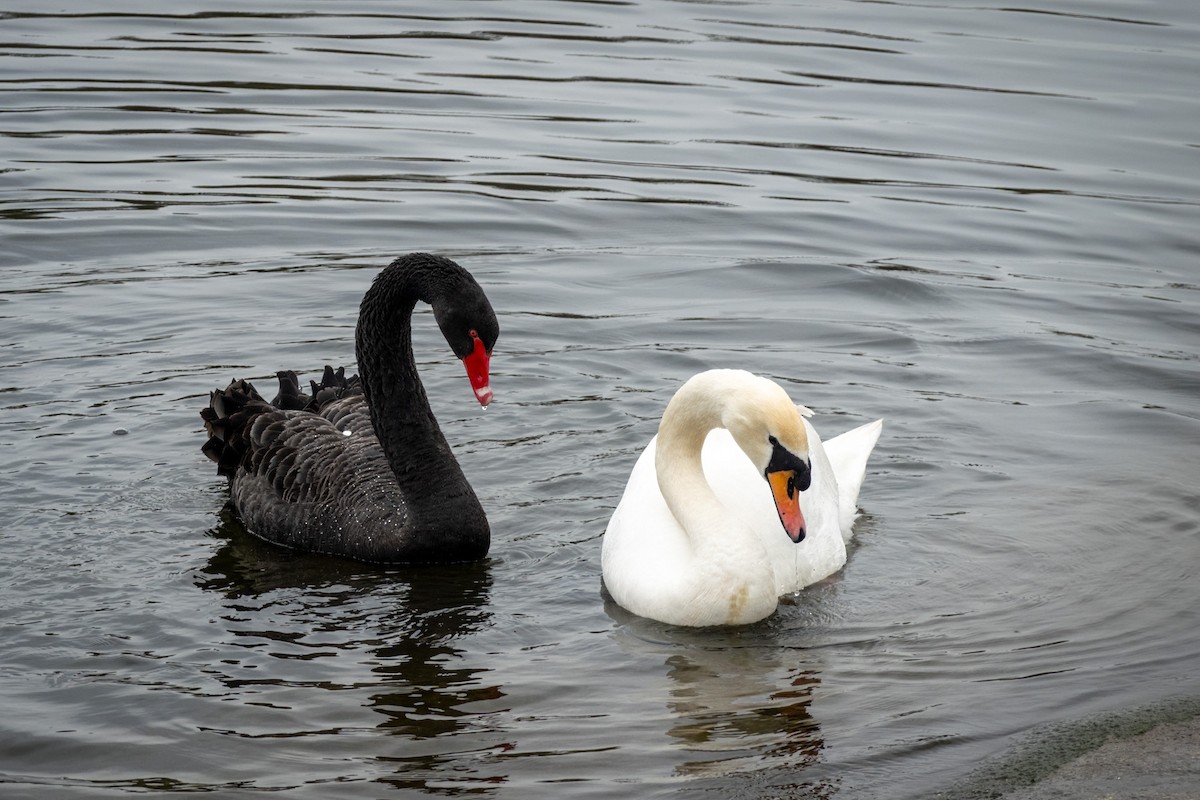 Black Swan - Robert Stone