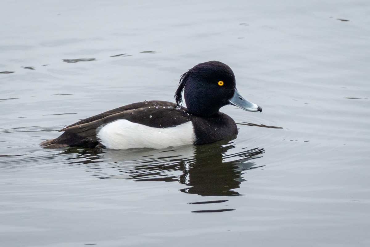 Tufted Duck - ML616101001