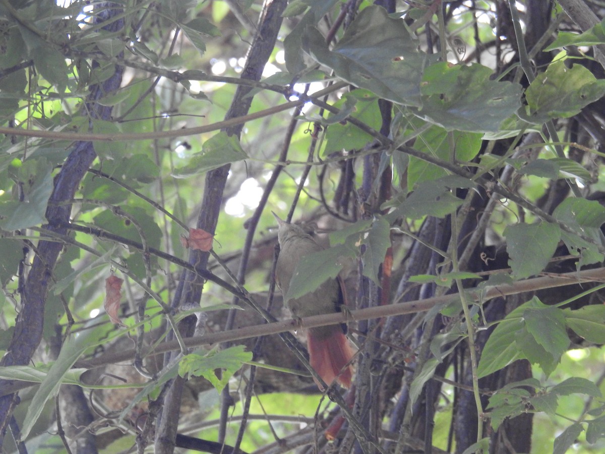 Rusty-backed Spinetail - ML616101089