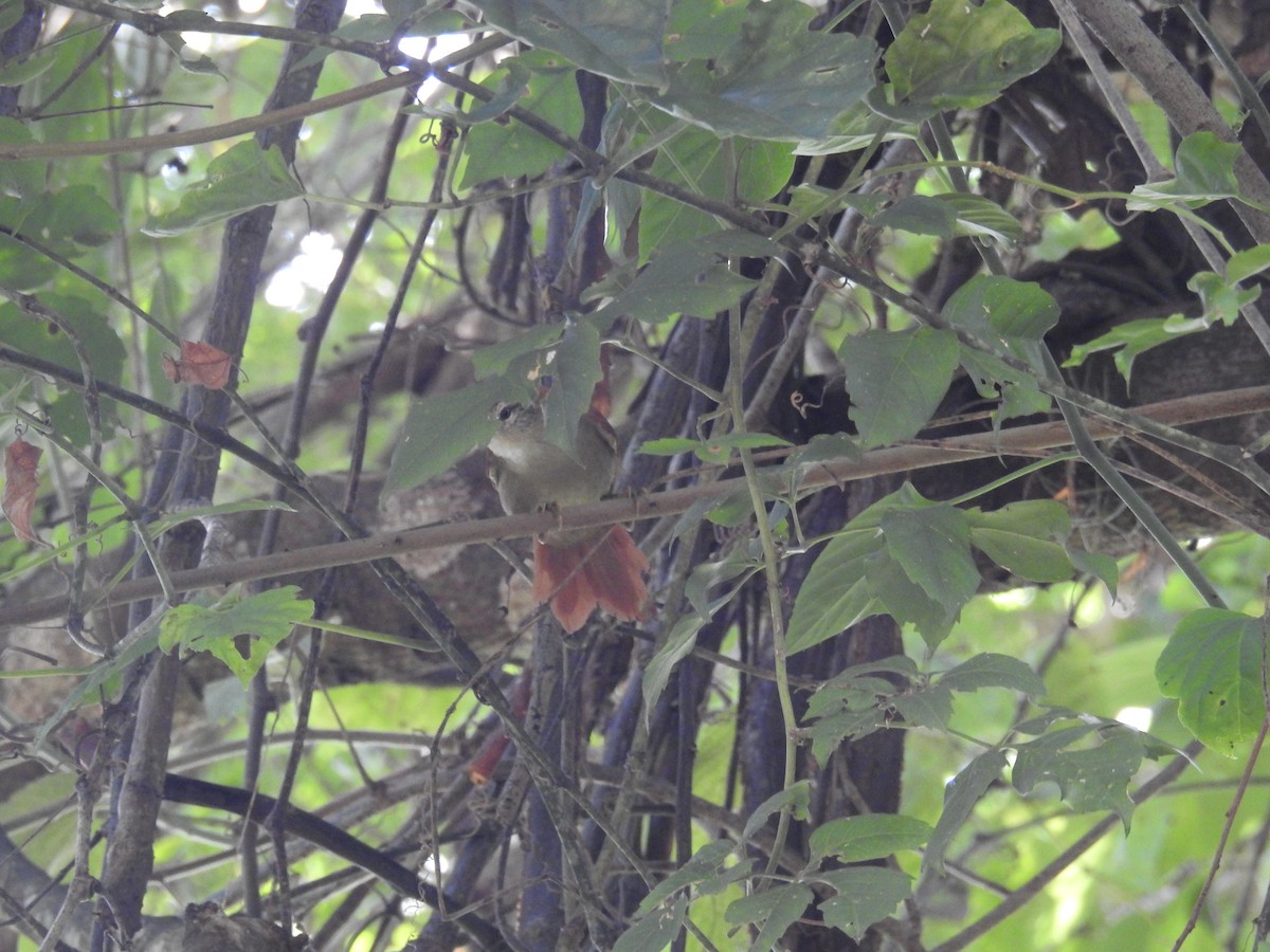 Rusty-backed Spinetail - ML616101090