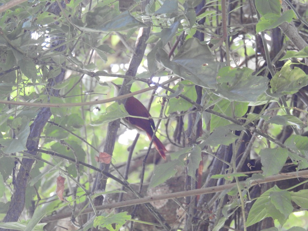 Rusty-backed Spinetail - ML616101091