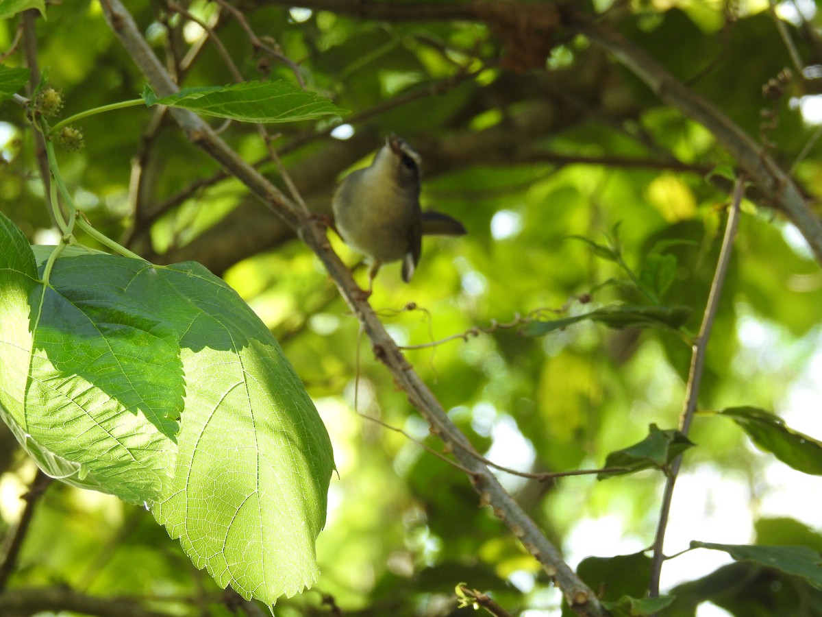 Golden-crowned Warbler - ML616101102