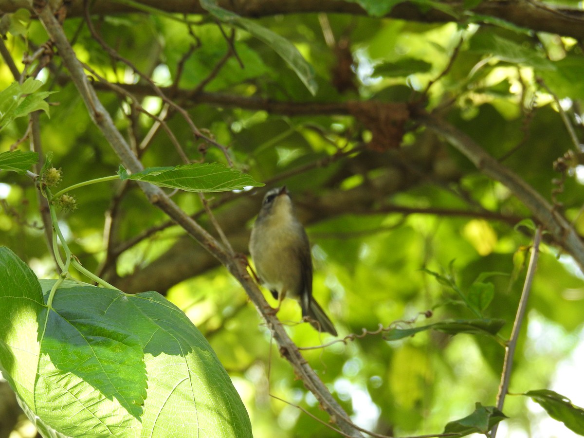 Golden-crowned Warbler - ML616101103