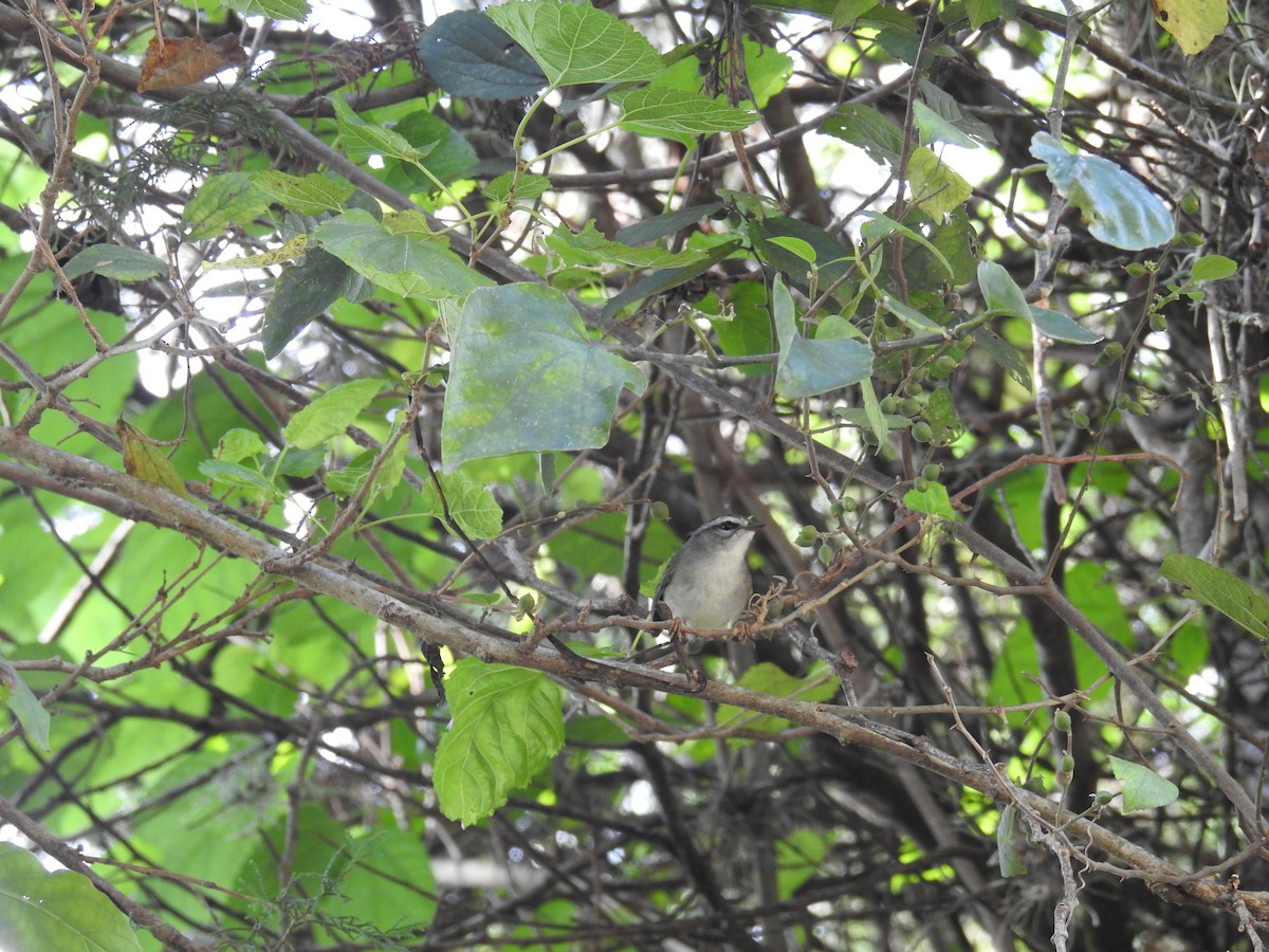 Golden-crowned Warbler - ML616101106