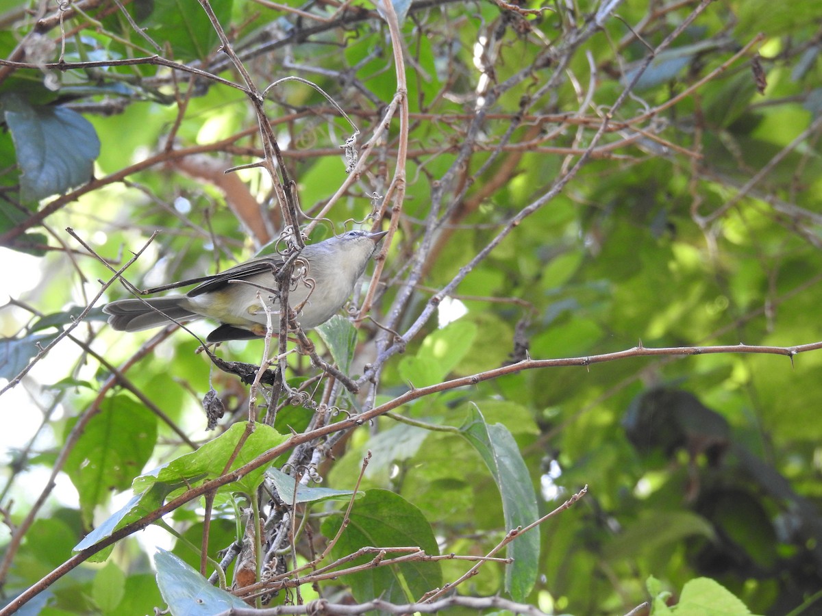 Golden-crowned Warbler - ML616101111