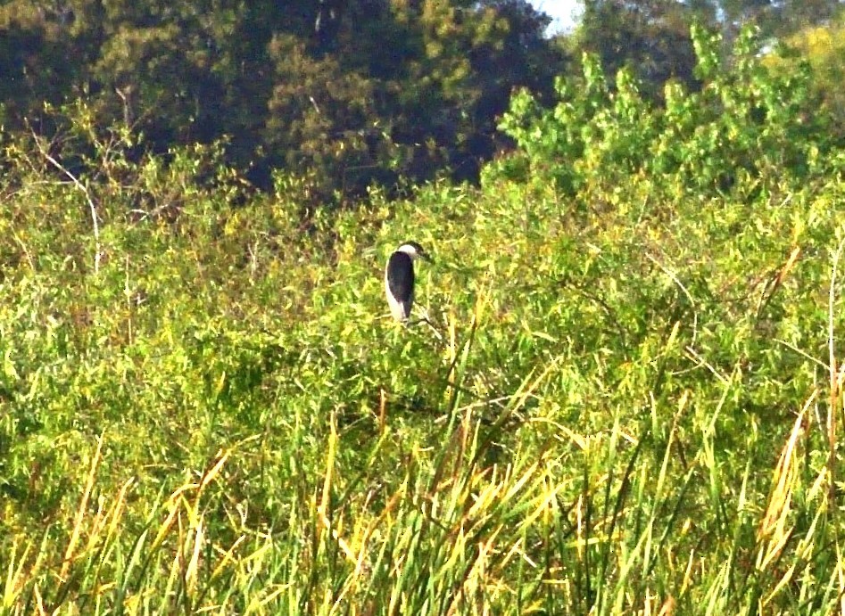 Black-crowned Night Heron - ML616101234
