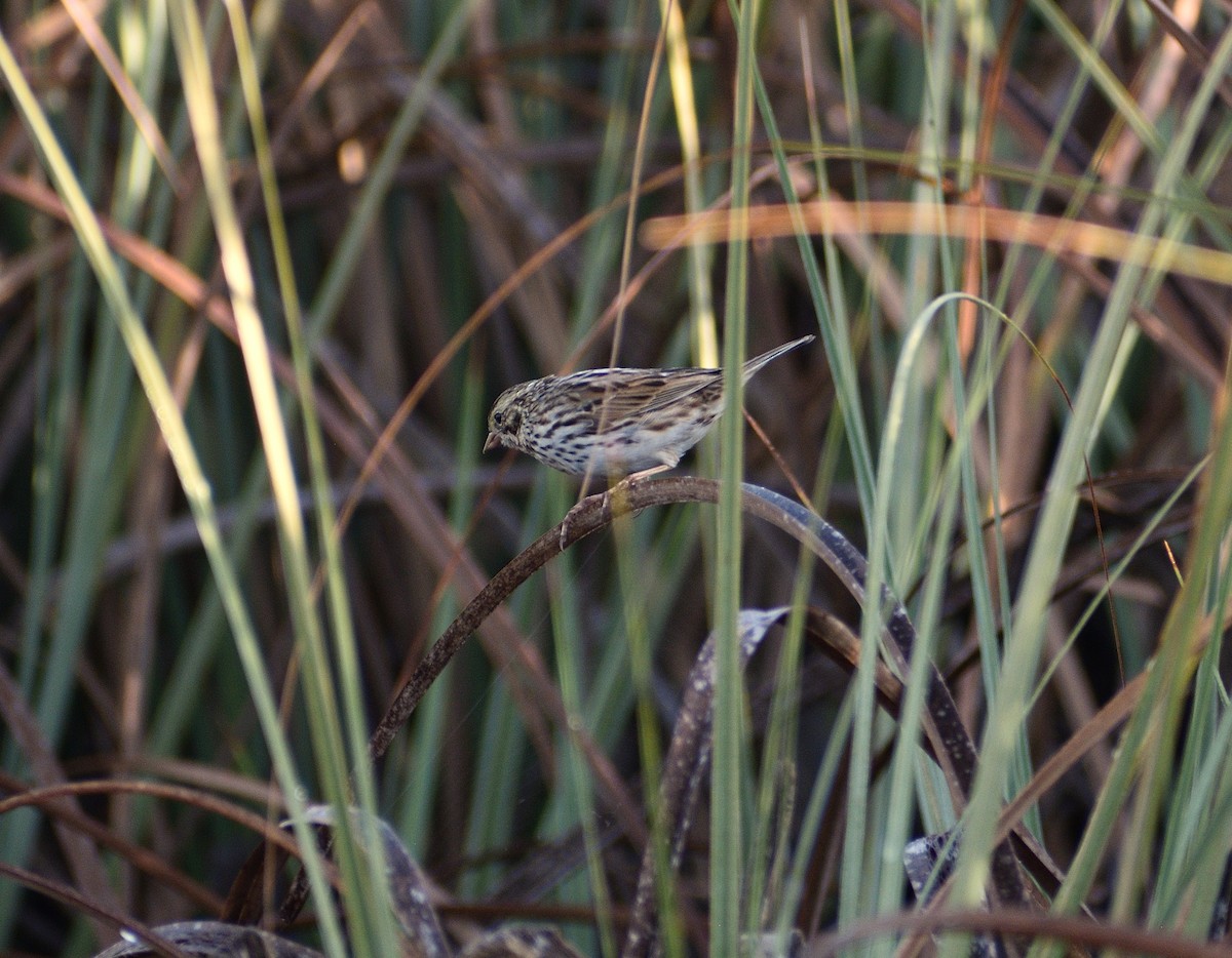 Savannah Sparrow - ML616101277